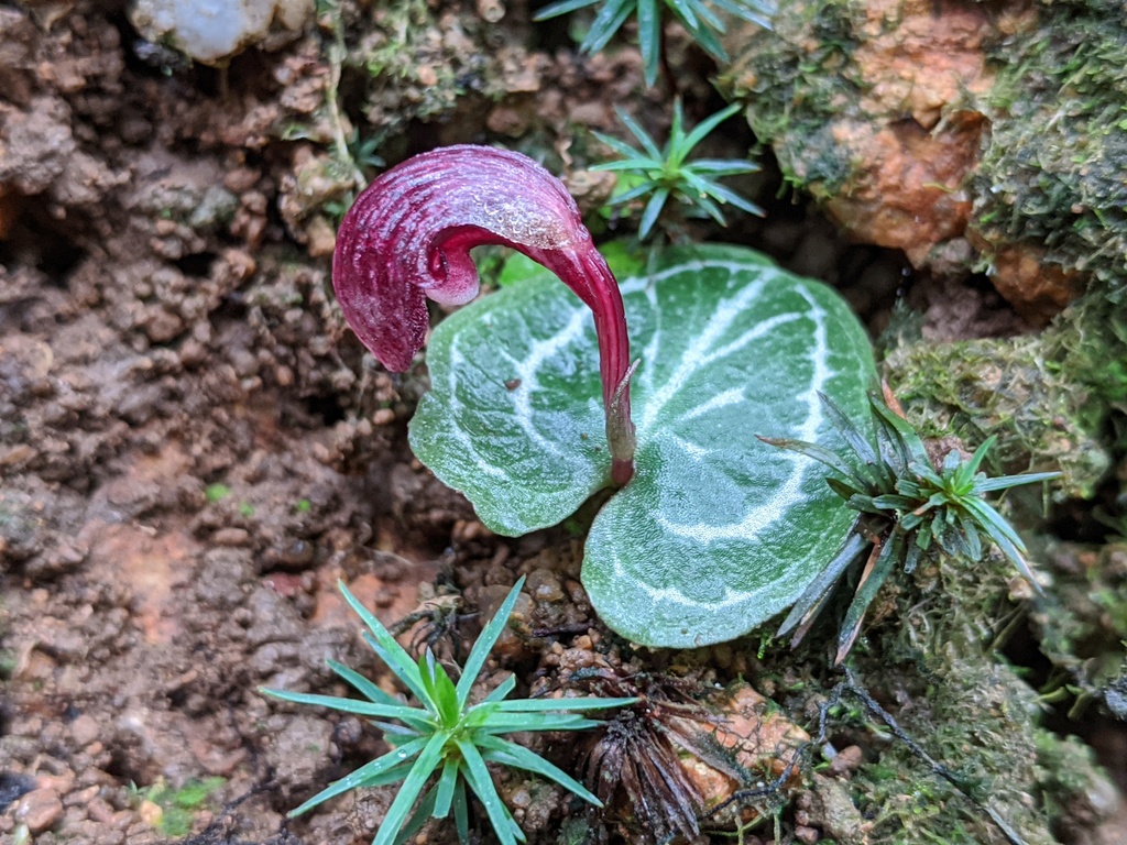 nodding helmet orchid