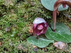 Corybas abellianus
