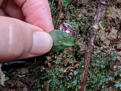 Corybas abellianus