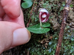 Corybas abellianus