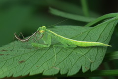 Tropidomantis