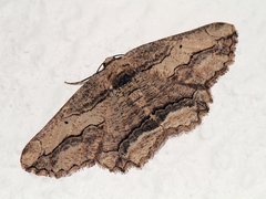 Menophra berenicidaria