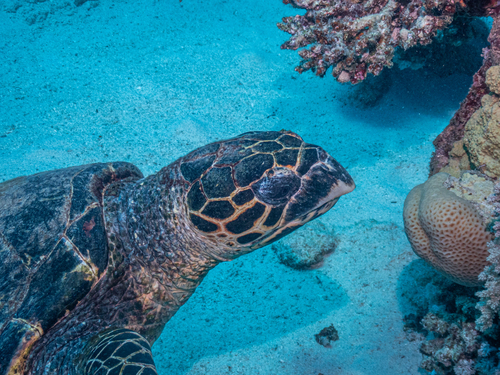 Eretmochelys imbricata