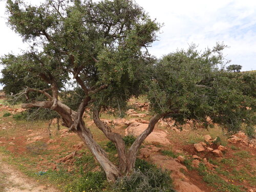 Sideroxylon spinosum, photograph 2