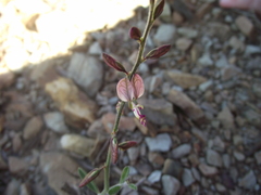 Polygala bowkerae