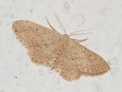 Idaea obsoletaria