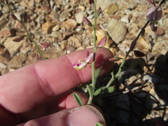 Polygala bowkerae