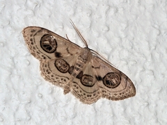 Problepsis ocellata