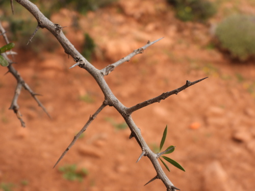 Sideroxylon spinosum, photograph 3