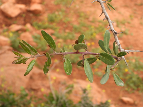 Sideroxylon spinosum, photograph 4