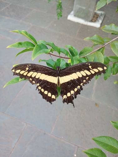 Thoas Swallowtail