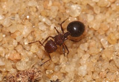Meranoplus bicolor