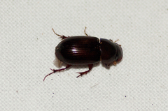Acrossus rufipes
