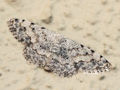 Scopula submutata