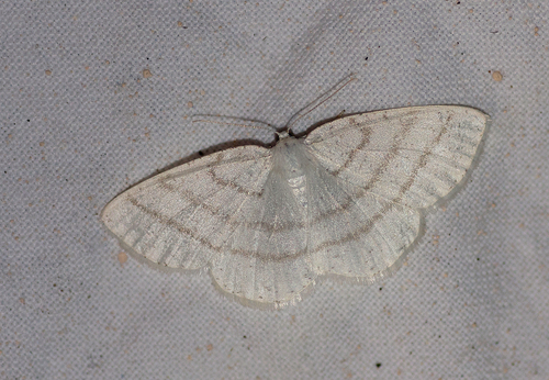 Pilkajuostis Balsvasprindis nuotrauka