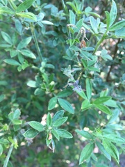 Stylosanthes viscosa