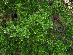 Diospyros humilis