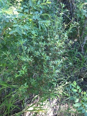 Stylosanthes viscosa