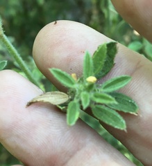 Stylosanthes viscosa