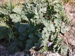 Erodium ciconium