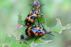 Phyllocharis undulata