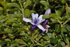 Dyschoriste thunbergiiflora