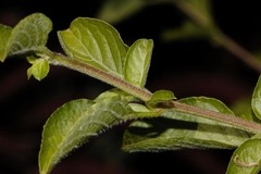 Dyschoriste thunbergiiflora