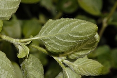 Dyschoriste thunbergiiflora