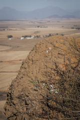 Pelargonium carnosum carnosum