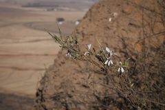 Pelargonium carnosum carnosum