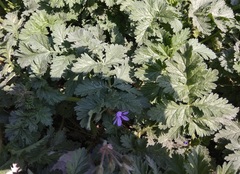 Erodium ciconium