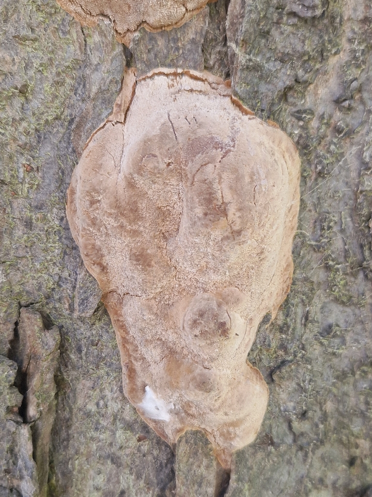 Phellinus pomaceus · April 2026 · photo: © cf125 (iNaturalist, cc-by)