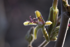 Pelargonium carnosum carnosum