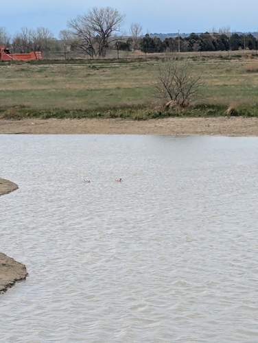 Avoceta americana