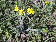 Senecio vernalis
