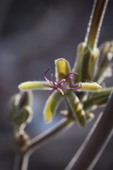 Pelargonium carnosum carnosum