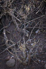 Pelargonium carnosum carnosum