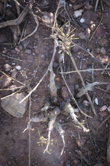 Pelargonium carnosum carnosum