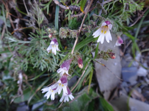 Image of Euphrasia transmorrisonensis by (c) 呂一起(Lu i-chi), some rights reserved (CC BY)