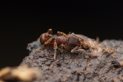 Hylomyrma transversa