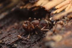 Hylomyrma transversa