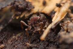 Hylomyrma transversa