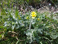 Senecio vernalis