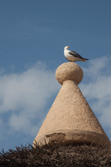 Larus michahellis