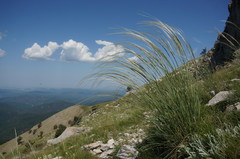 Stipa lithophila