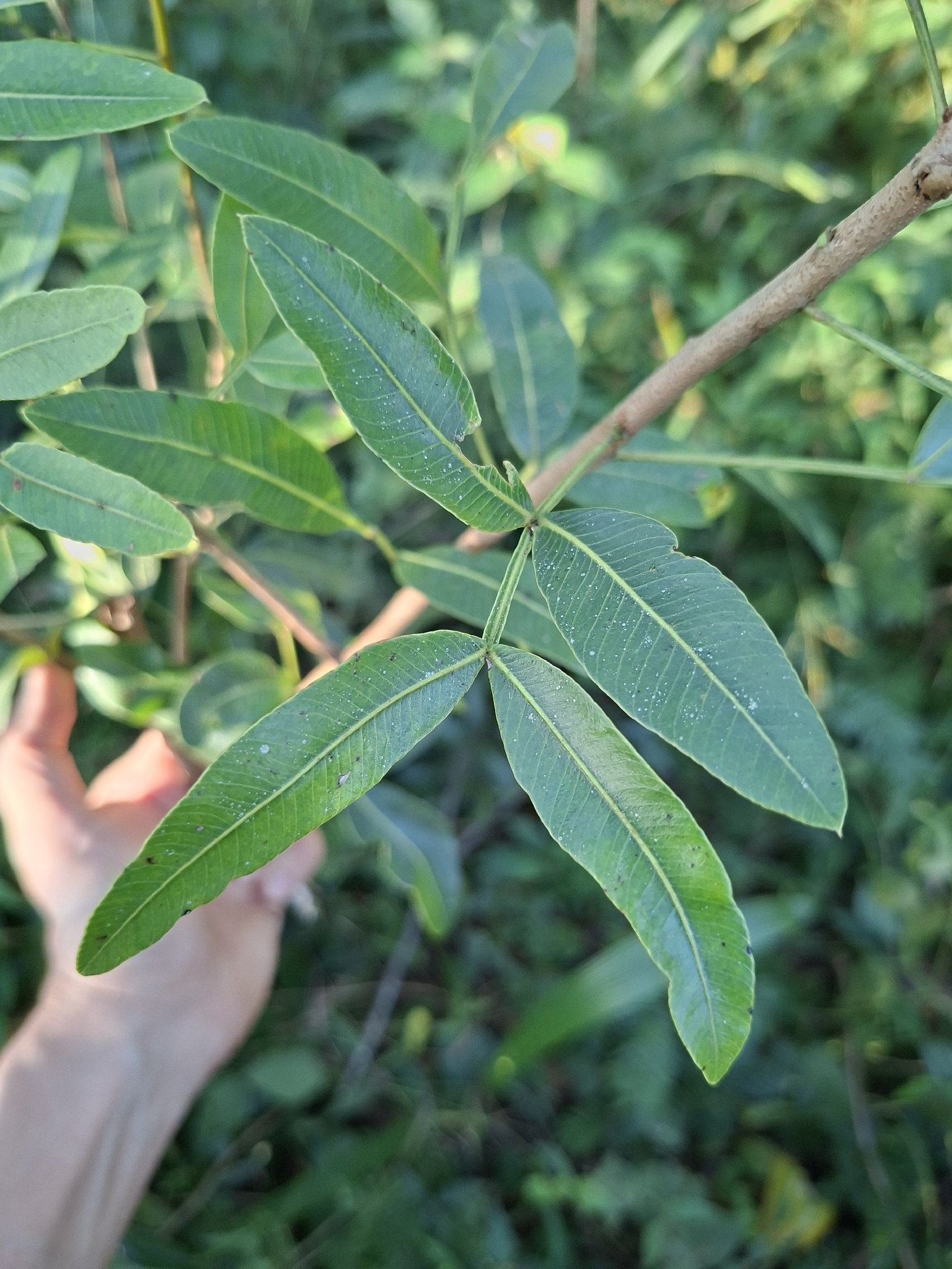 Lithraea molleoides