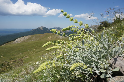 Sideritis catillaris