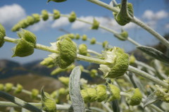Sideritis catillaris