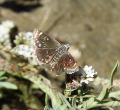 Hesperopsis libya