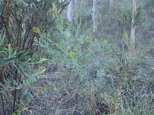 Acacia buxifolia, photograph 6